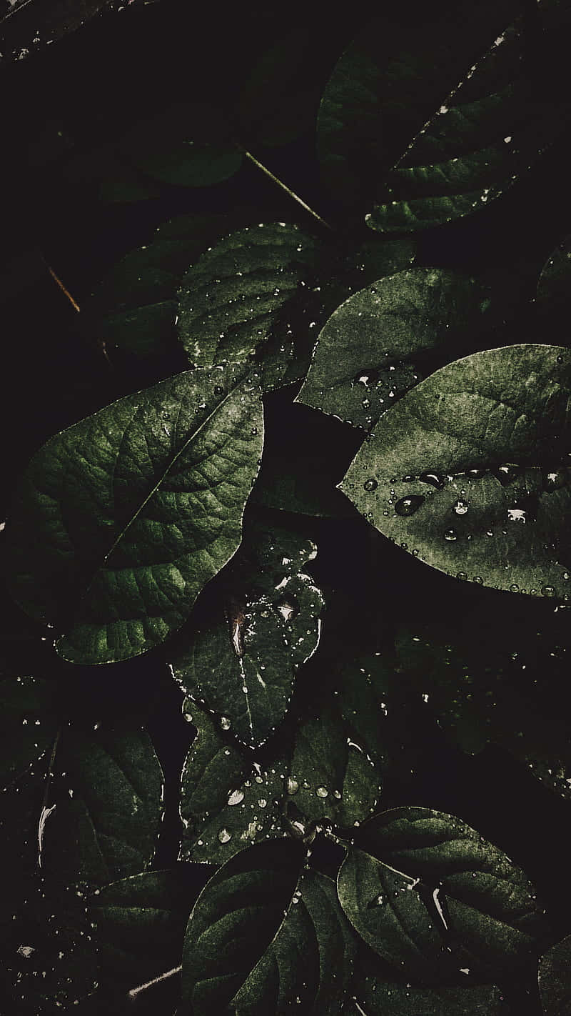  壁紙 — 深綠色葉片在黑色背景上閃爍著水滴，營造出陰鬱的特寫效果。