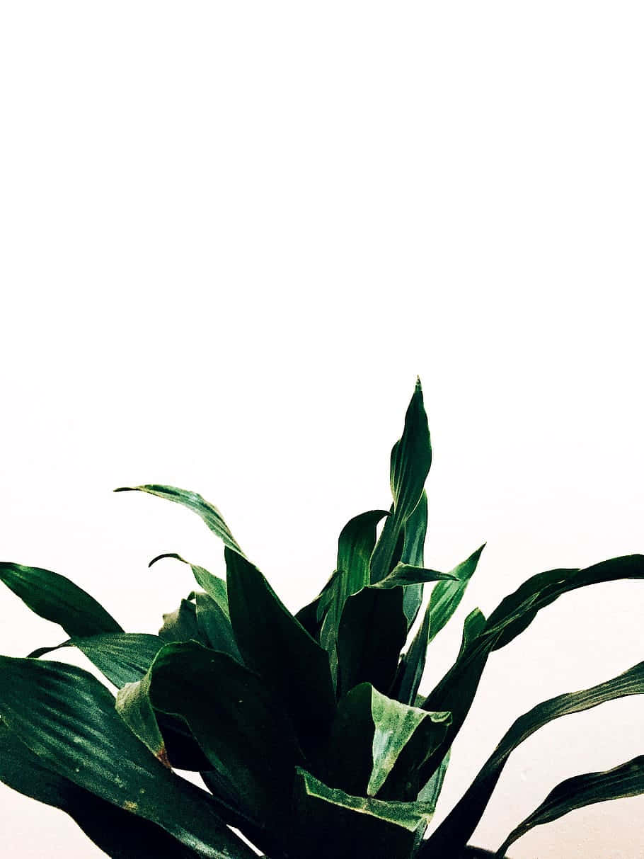  壁紙 — 深綠色植物葉子在純白背景上優雅地彎曲，呈現極簡構圖。
