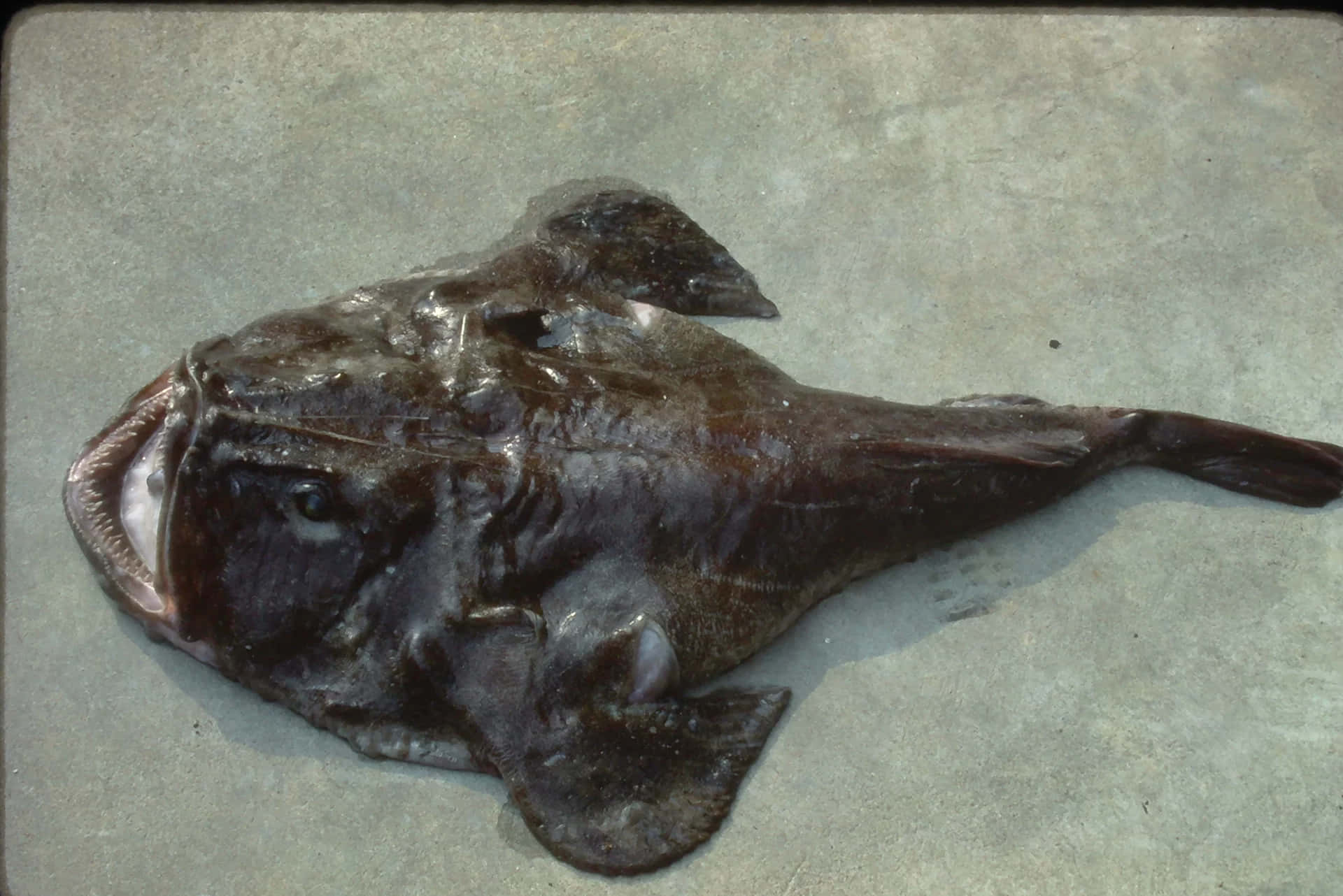  壁紙 — 一條深色、有紋理的琵琶魚張開大嘴躺在灰色表面上，其怪誕的特徵在強烈的燈光下凸顯出來。