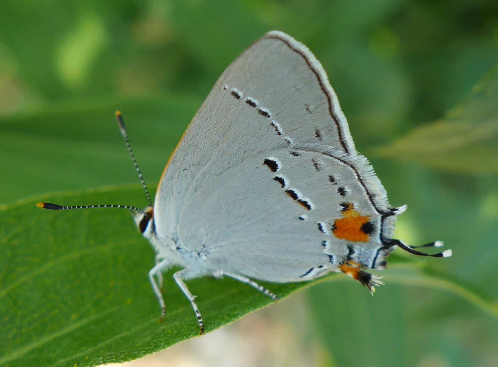  壁紙 — 一隻精緻的灰色蝴蝶，帶有橙色和黑色斑點，在柔和自然光下棲息在鮮綠色的葉子上。
