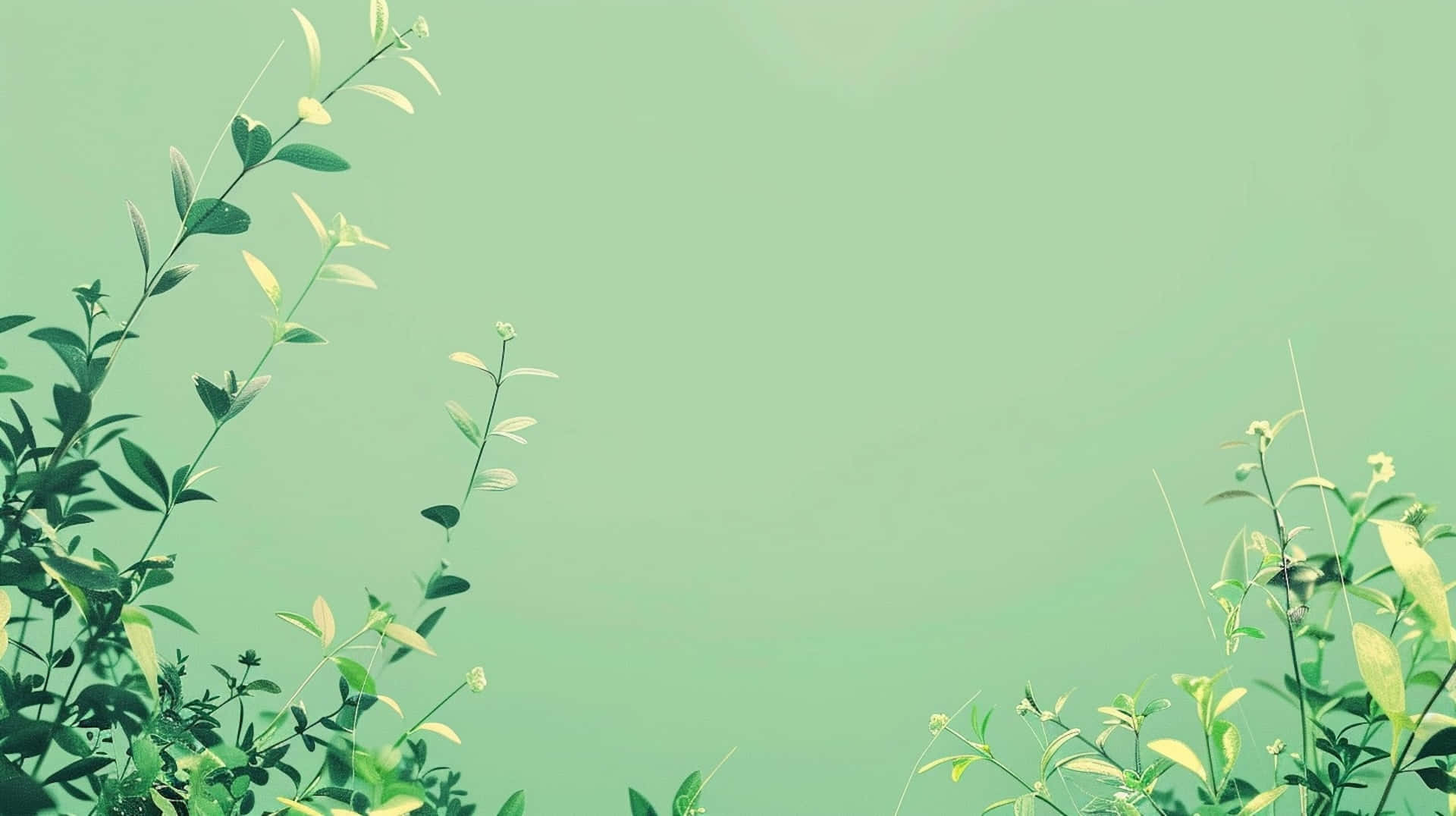 壁紙 — 細緻的綠色葉片襯托著柔和的薄荷色背景，溫柔的陽光穿過葉片灑落。