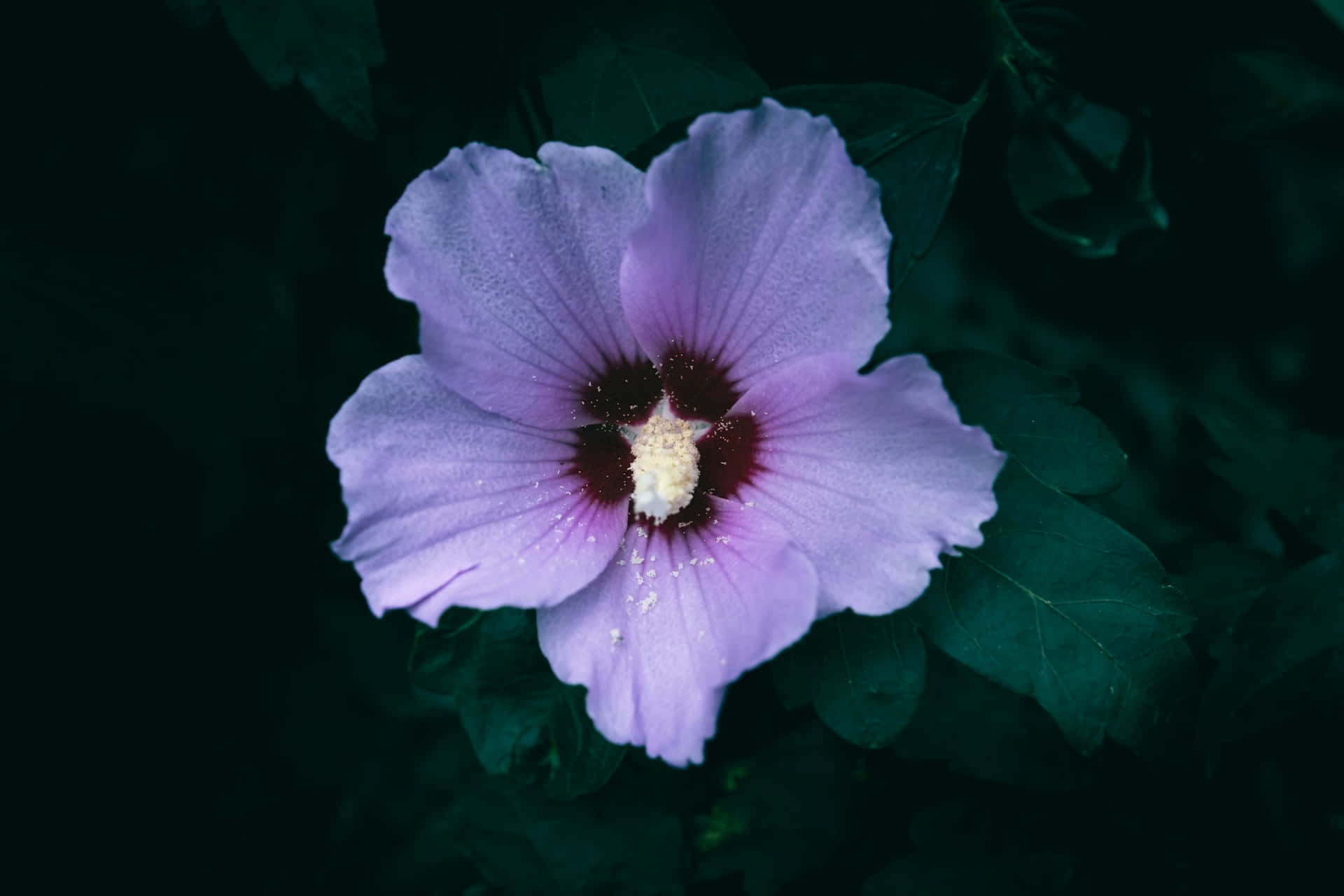  壁紙 — 一朵精緻的淡紫色木芙蓉花，帶著露珠，在深綠色葉子背景中綻放。