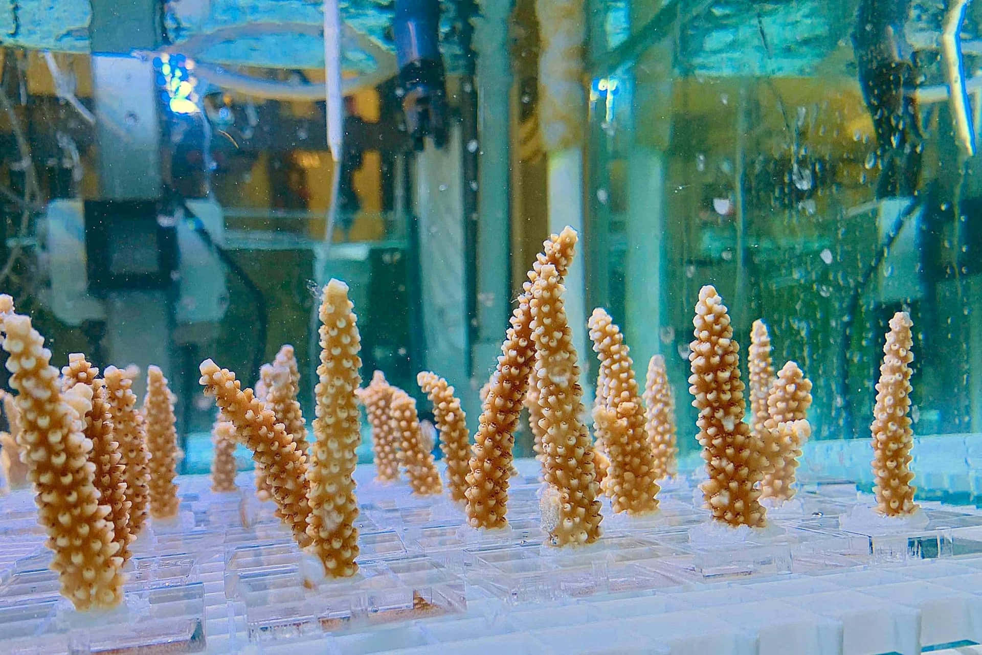  壁紙 — 精緻的橙色珊瑚碎片在實驗室水族箱內的透明塑膠托盤中生長，背景有藍色調的水和設備。