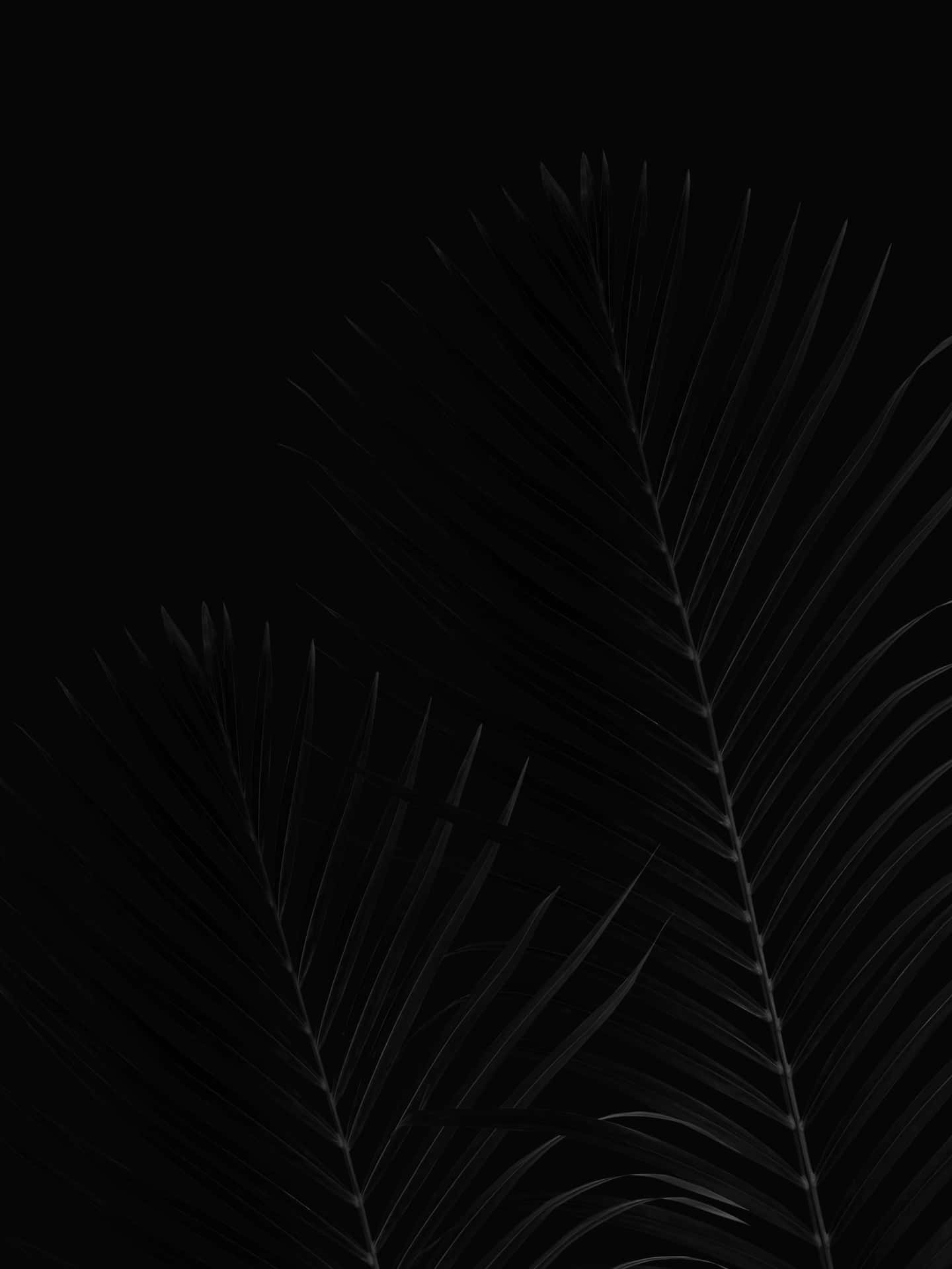 棕櫚葉在黑色背景上呈現白色剪影。 — Oled 壁紙