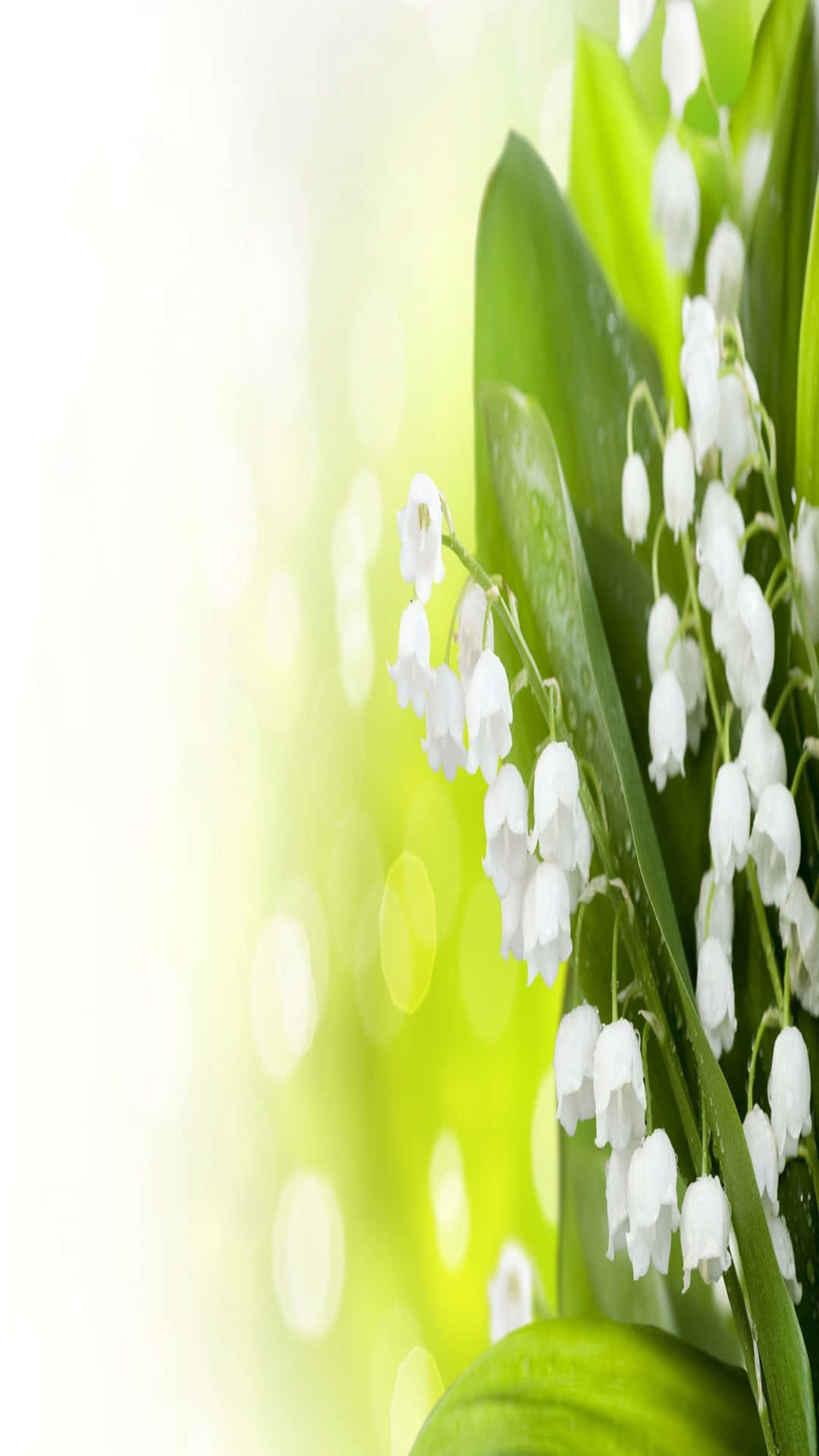 Lily Of The Valley 桌布 壁紙 — 精緻的白色鈴蘭花朵從綠色莖幹上優雅地垂下，襯托著柔和發光的綠色散景背景。