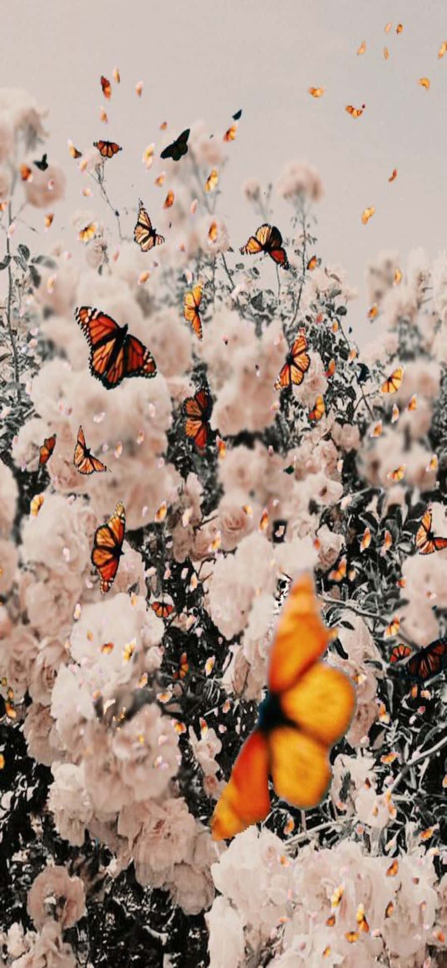 帝王蝶在粉紅花朵間飛翔，在一個結霜的花園中。 — iPhone 11 壁紙