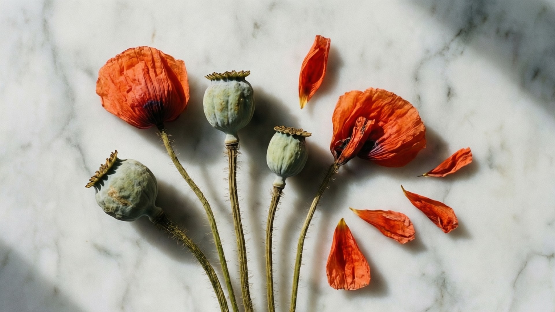 Dried Poppy Flat Lay 壁紙 — 乾燥的橙色罌粟頭和散落的花瓣放在白色大理石表面上，自然光投射出柔和的陰影。