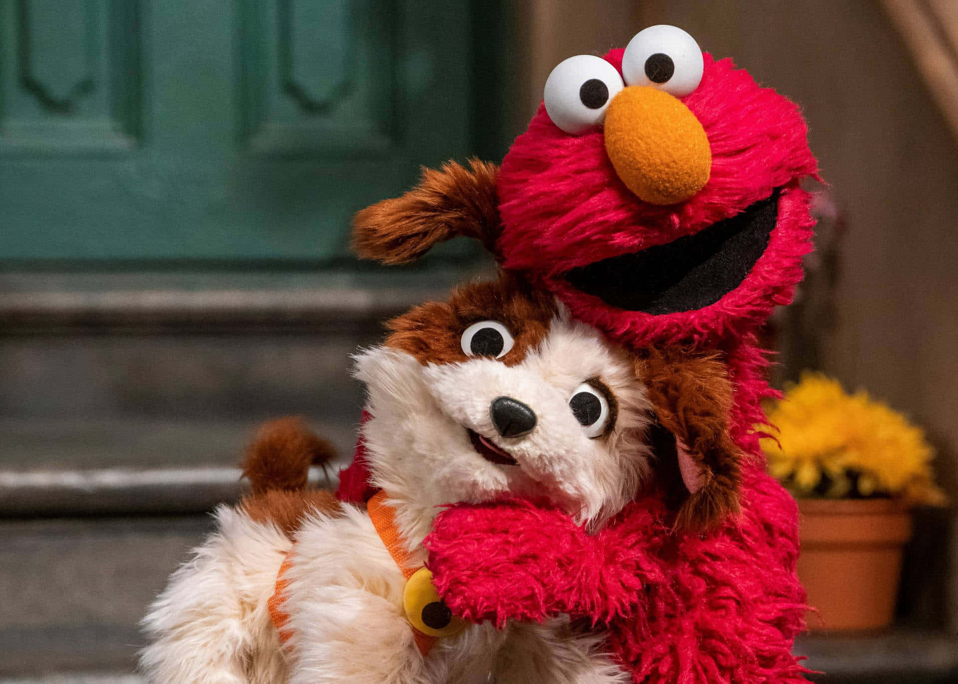 Elmo 桌布 壁紙 — Elmo 在綠色門前擁抱一隻毛茸茸的棕白色小狗，附近有黃色花朵。