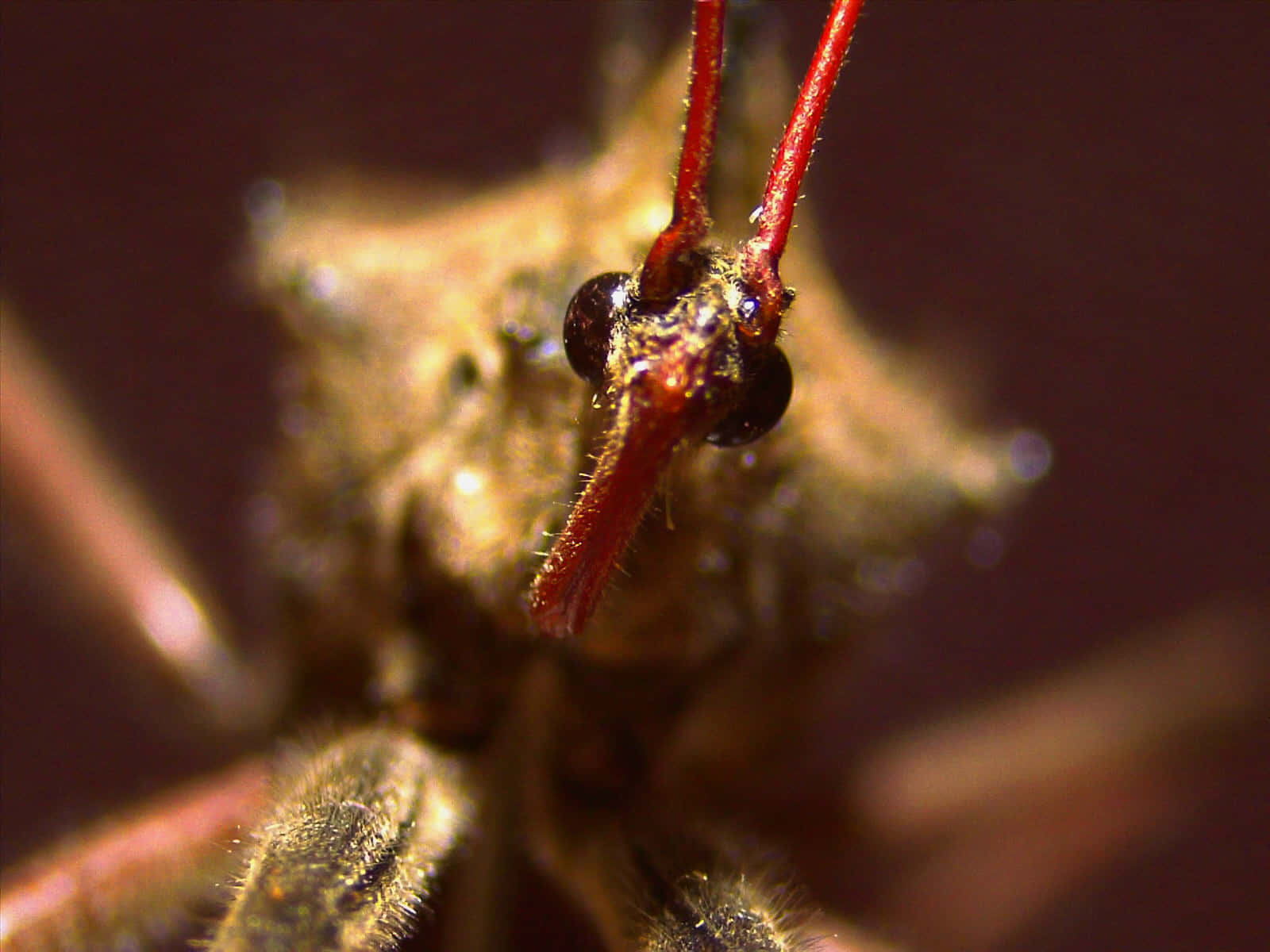  壁紙 — 極端微距視角下的蟲頭，帶有突出的紅色觸角和細緻的絨毛質感，背景為模糊的暗色。