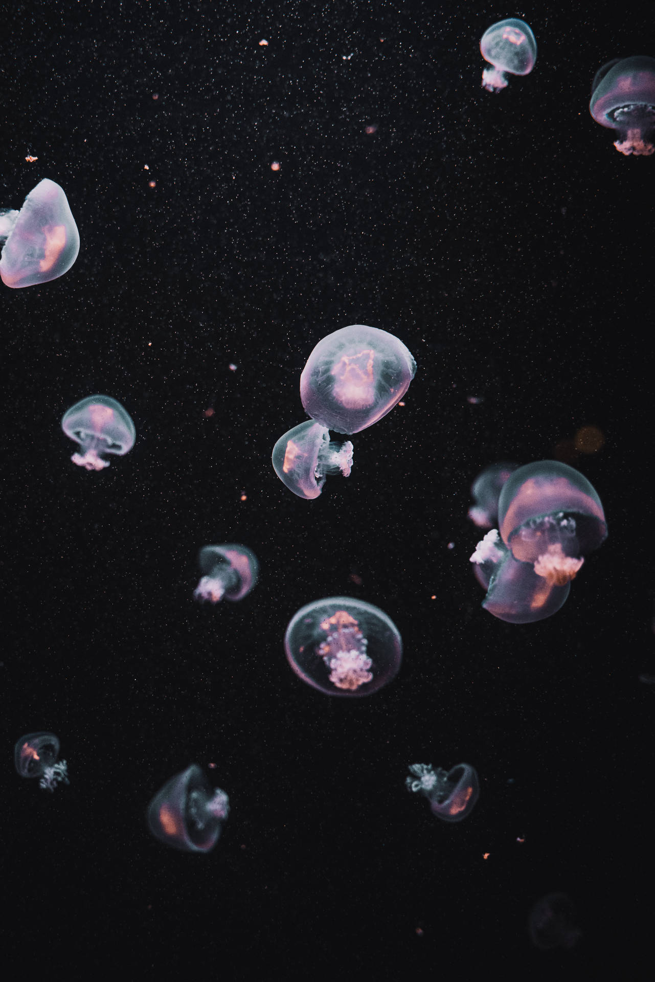 水母在黑暗水中與浮游粒子一起柔和發光。 — 美學 壁紙