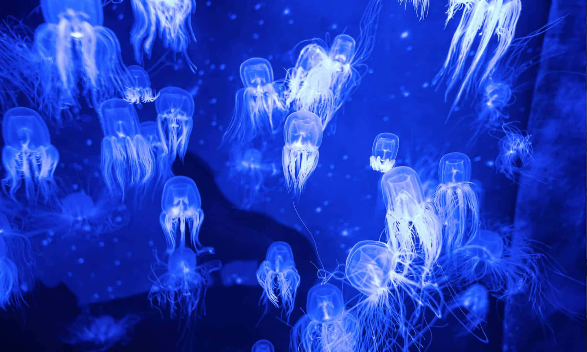  壁紙 — 發光的水母在深藍色海水中優雅地漂浮，被柔和的生物發光照射。