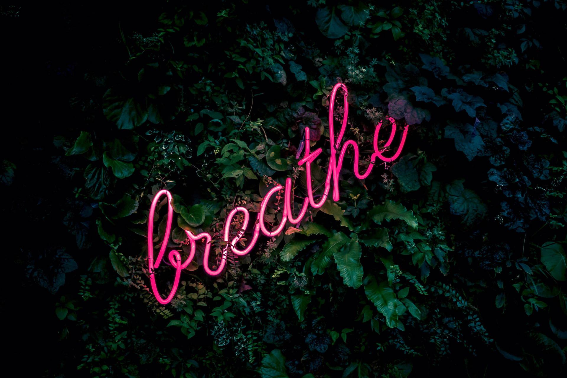 粉紅色霓虹燈牌寫著 breathe，夜晚被深綠色樹葉包圍。 — 美學 壁紙