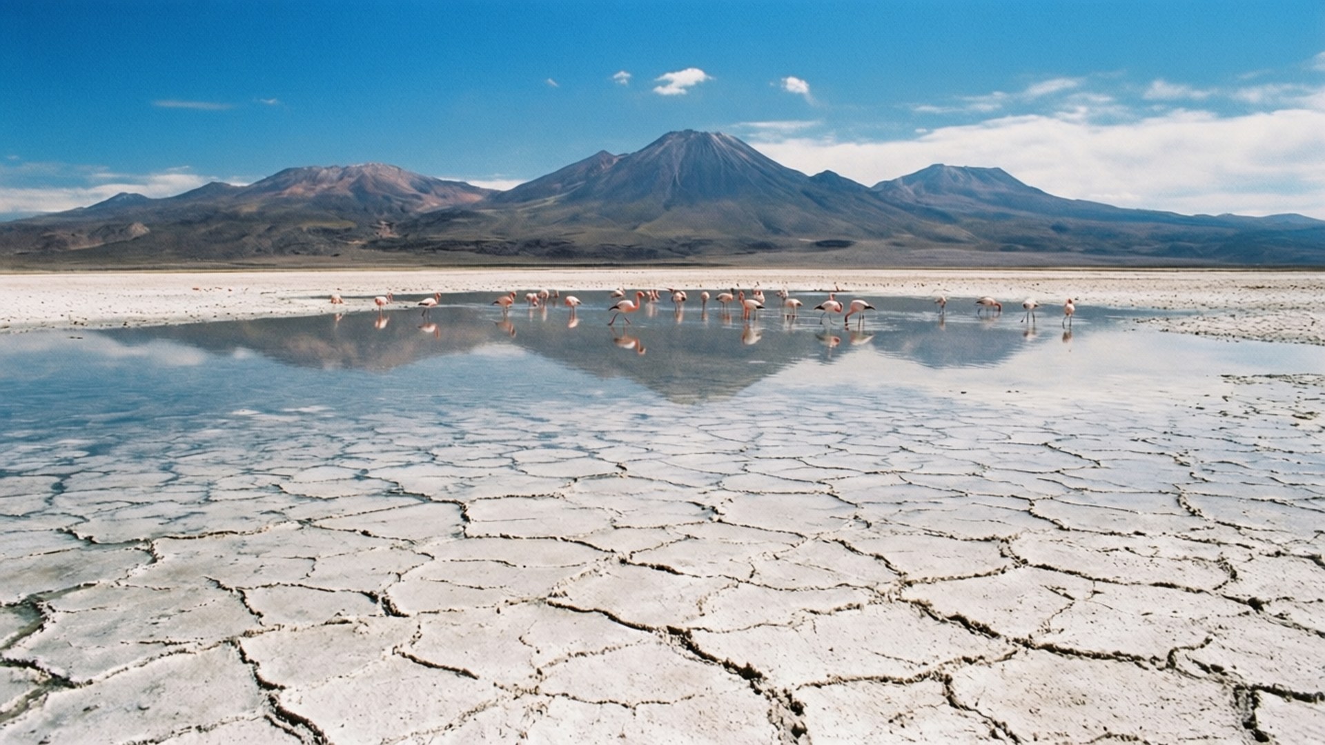 Salt Flats Mirror Sky 壁紙 — 粉紅色的火烈鳥在淺水中涉水，水面映照著積雪覆蓋的山脈，天空湛藍，雲朵稀疏。