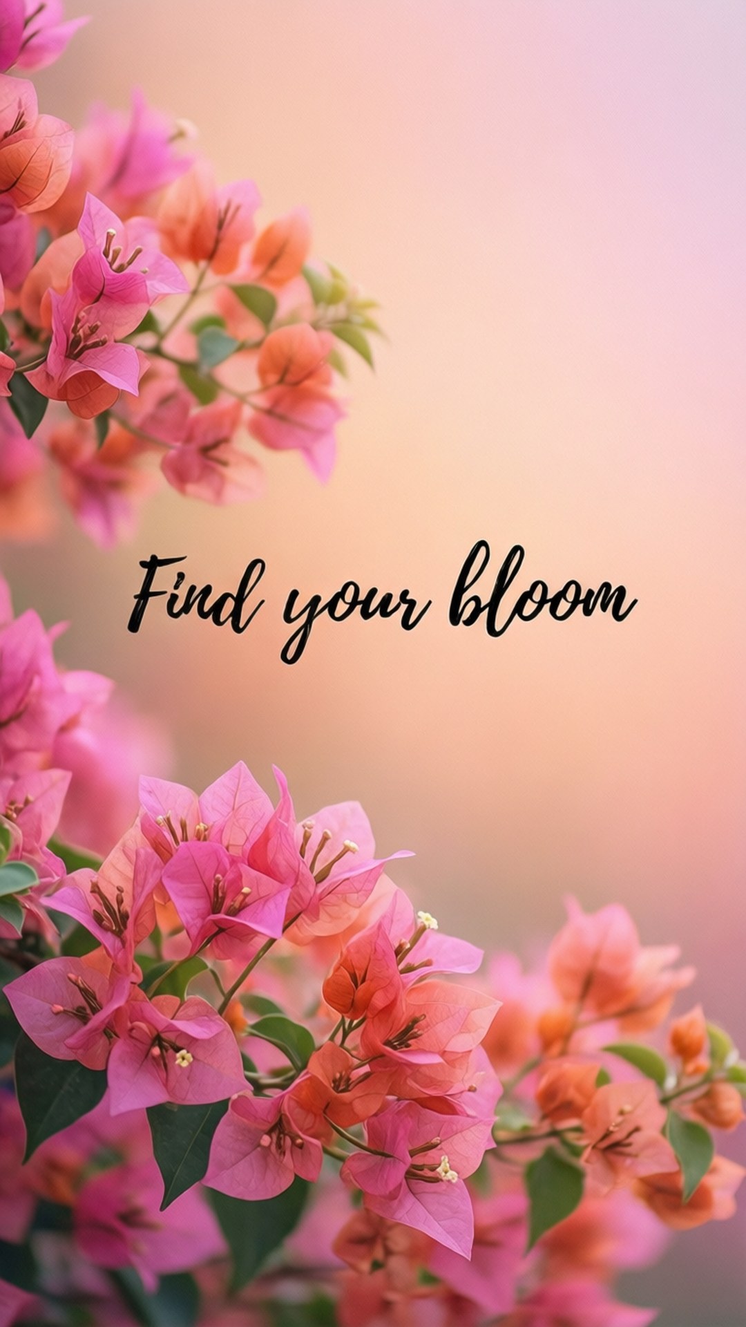 Find Your Bloom 壁紙 — 粉紅色的九重葛花朵環繞著柔和的桃色漸層背景，並以優雅的黑色字體寫著「find your bloom」。