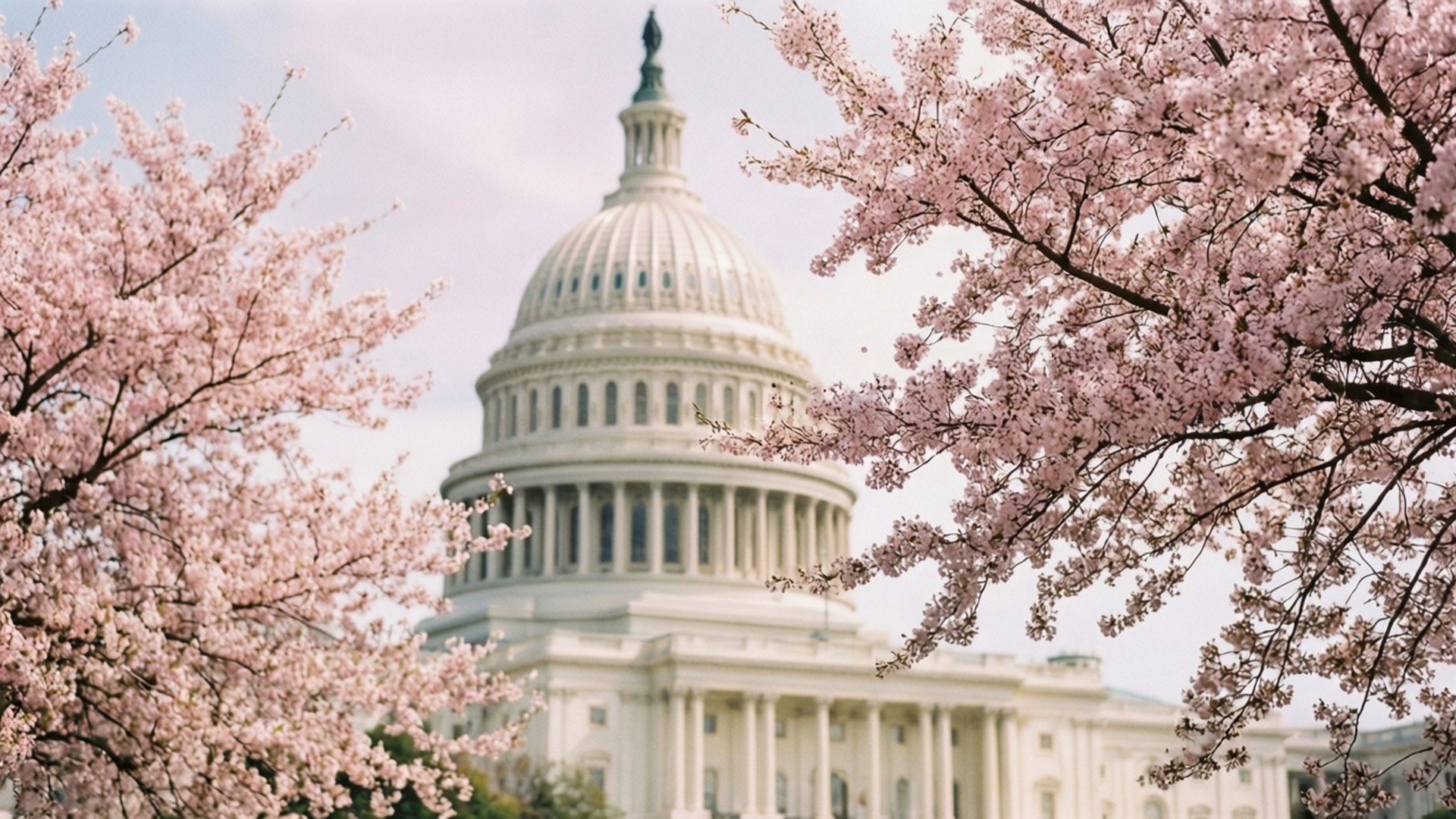 Cherry Blossom Capitol 壁紙 — 粉紅色的櫻花襯托著美國國會大廈標誌性的白色圓頂，天空柔和。