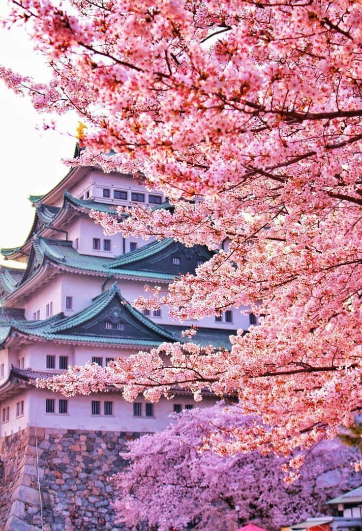  壁紙 — 粉紅色的櫻花環繞著一座傳統的日本城堡，城堡有綠色瓦片屋頂，襯托著柔和天空。