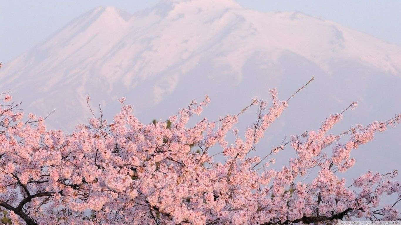積雪山峰前的粉紅色櫻花 — 日式粉紅 壁紙