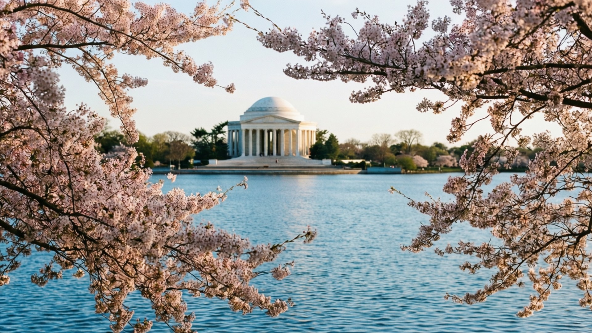 Tidal Basin Cherry Blossoms 壁紙 — 粉紅櫻花環繞著倒映在平靜藍色水中的傑佛遜紀念堂，在柔和日光下。