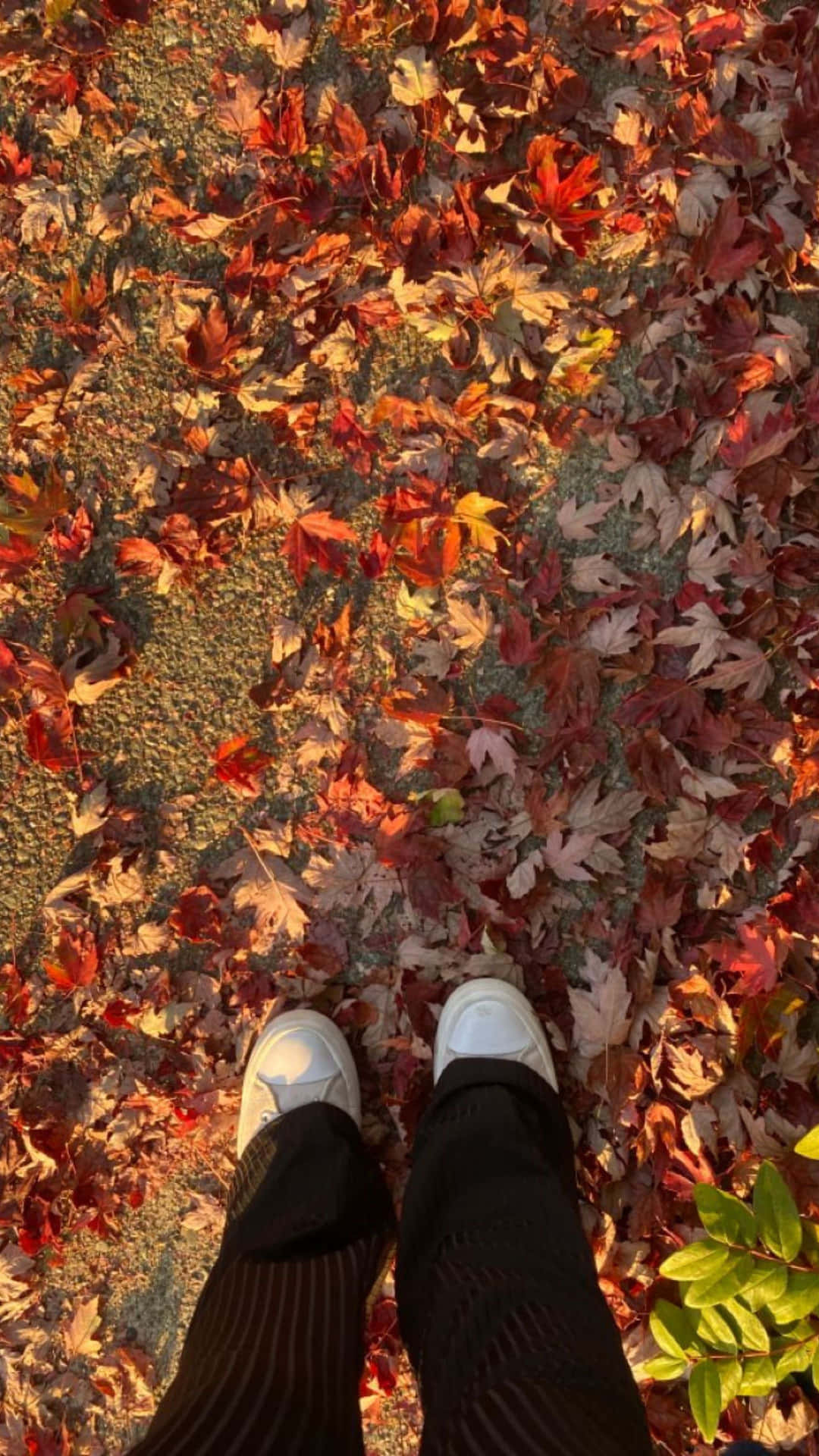  壁紙 — 第一人稱視角，白色運動鞋踩在鋪滿鮮豔紅橙色秋葉的小徑上。