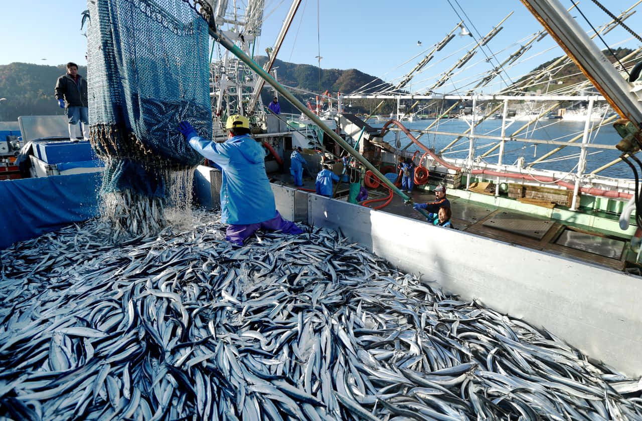  壁紙 — 漁民將大量銀色魚獲從拖網漁船卸到濺滿水的甲板上。