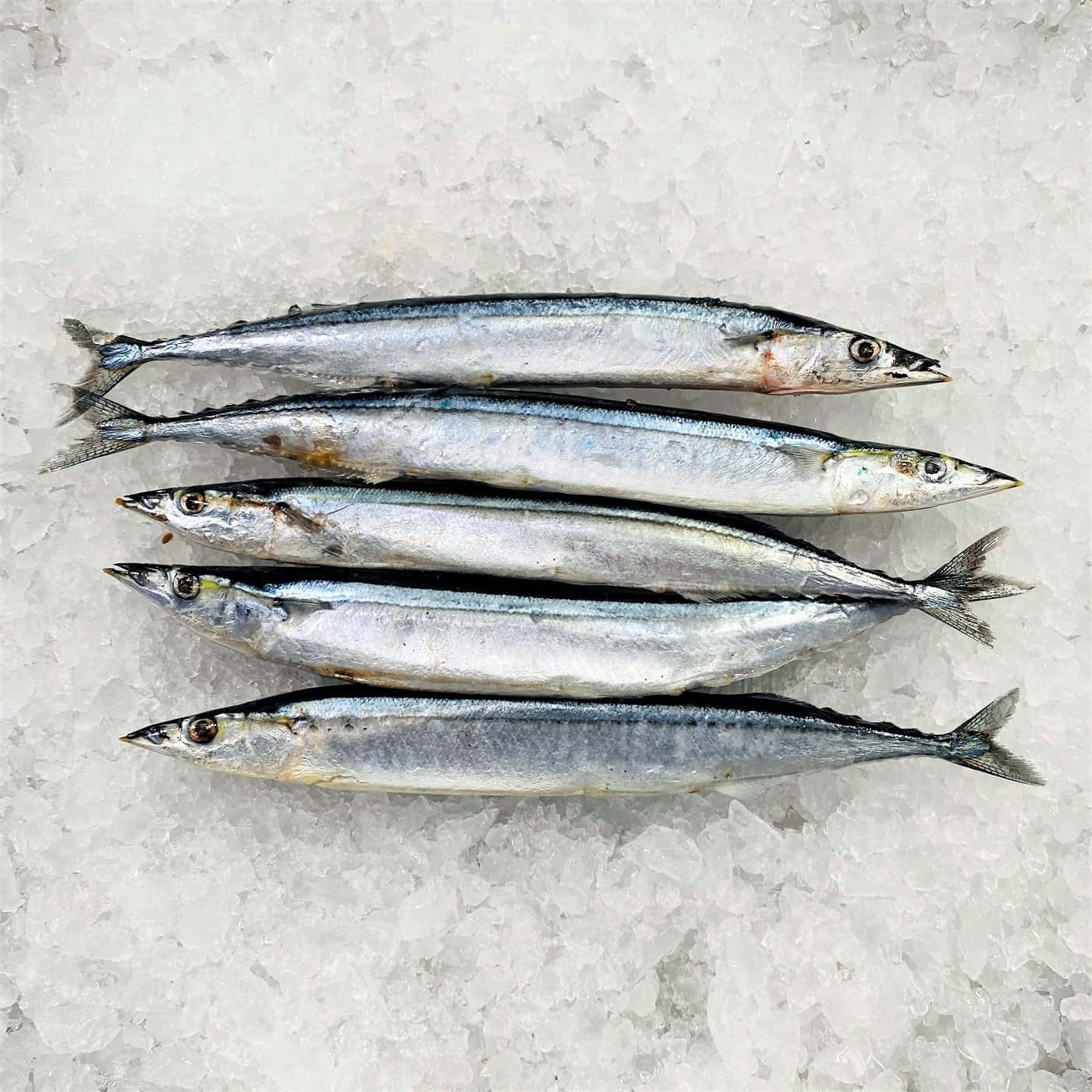 壁紙 — 五條新鮮修長、帶有銀色鱗片的魚，放在碎冰床上，從上方俯瞰。