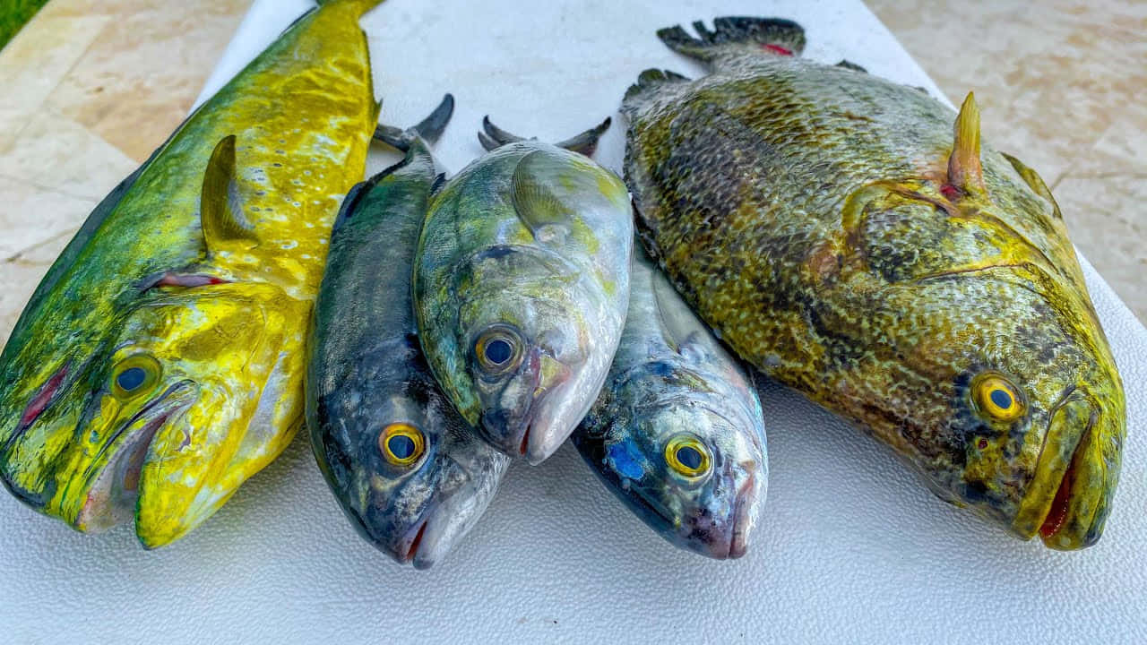  壁紙 — 五條新鮮捕獲的色彩繽紛的魚，帶有鮮豔的黃色和綠色鱗片，躺在白色紋理表面上。