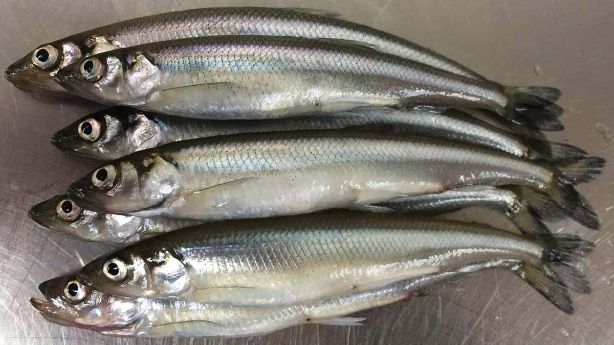  壁紙 — 五條銀色大眼魚整齊地堆疊在拉絲金屬表面上，魚鱗在強光下閃閃發光。
