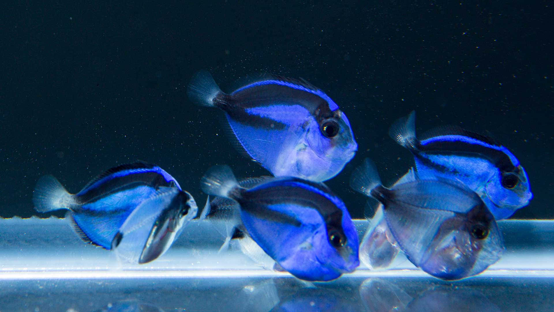  壁紙 — 五條帶有黑色斑紋的鮮豔藍魚在黑暗水族箱的玻璃附近優雅地游動。