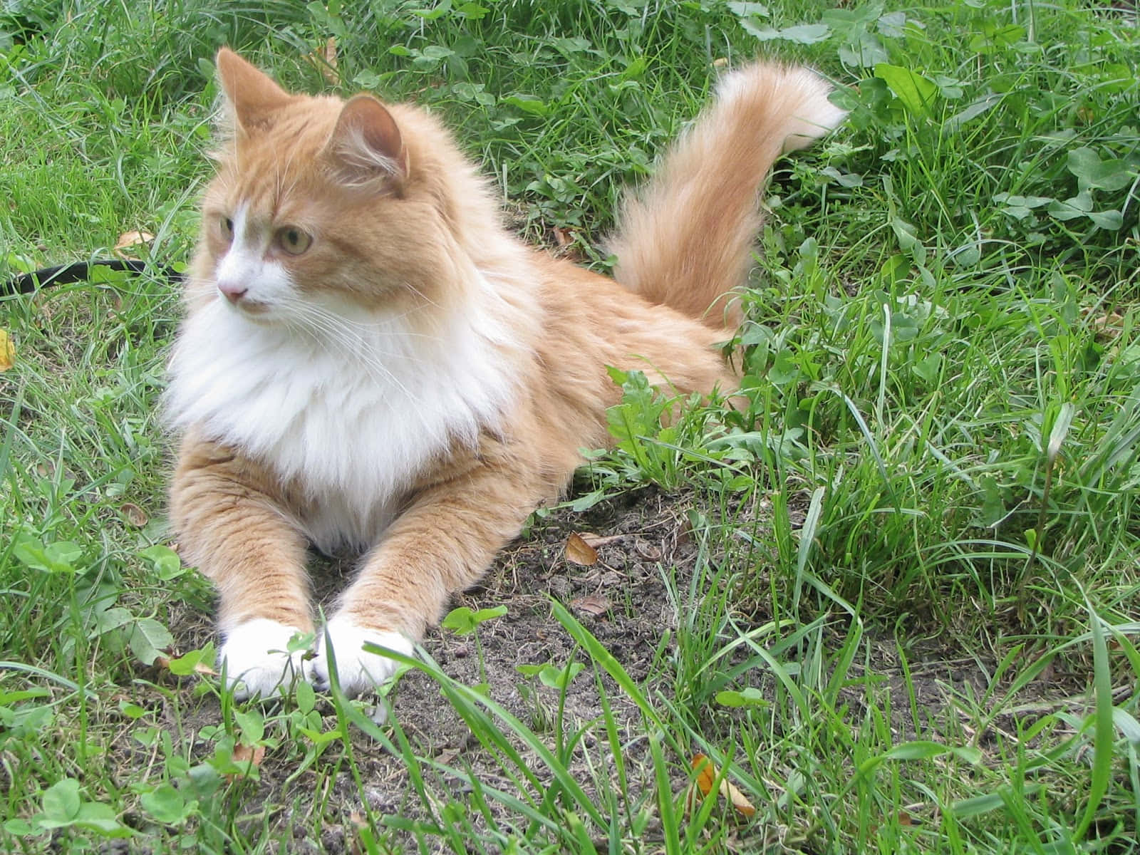 Siberian Cat 桌布 壁紙 — 一隻毛茸茸的橙白色貓咪警覺地躺在鮮綠的草地上，蓬鬆的尾巴翹起。