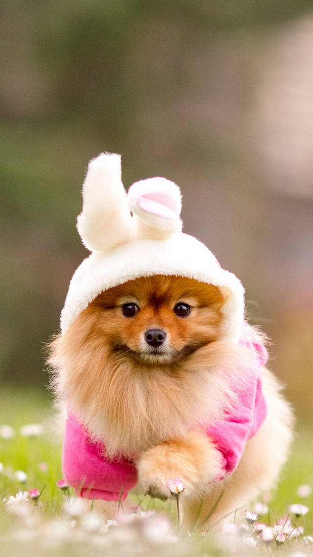 毛茸茸的博美犬穿著兔子服裝在雛菊中奔跑 — 狗 壁紙