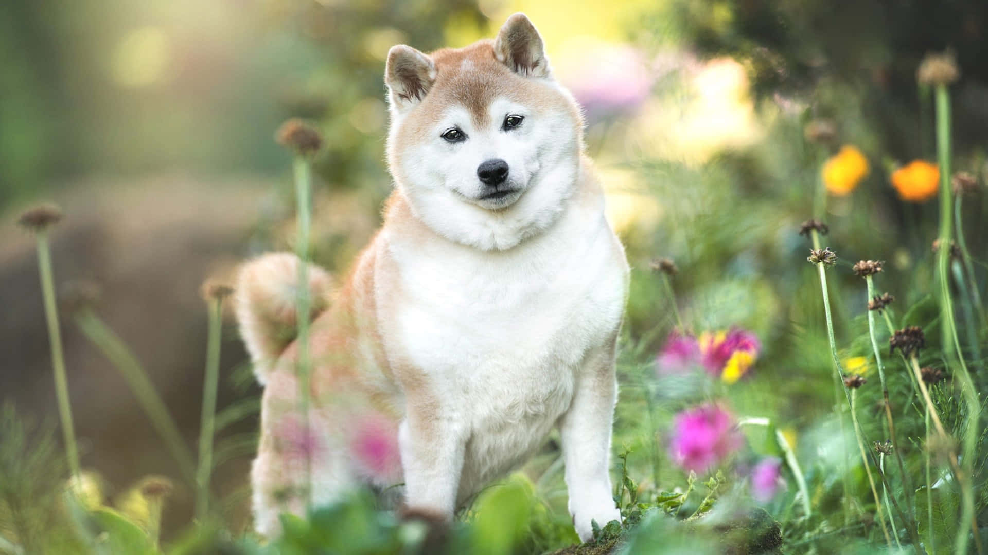  壁紙 — 一隻毛茸茸的柴犬警覺地坐在陽光明媚的草地上，周圍是色彩繽紛的野花和柔軟的綠草。