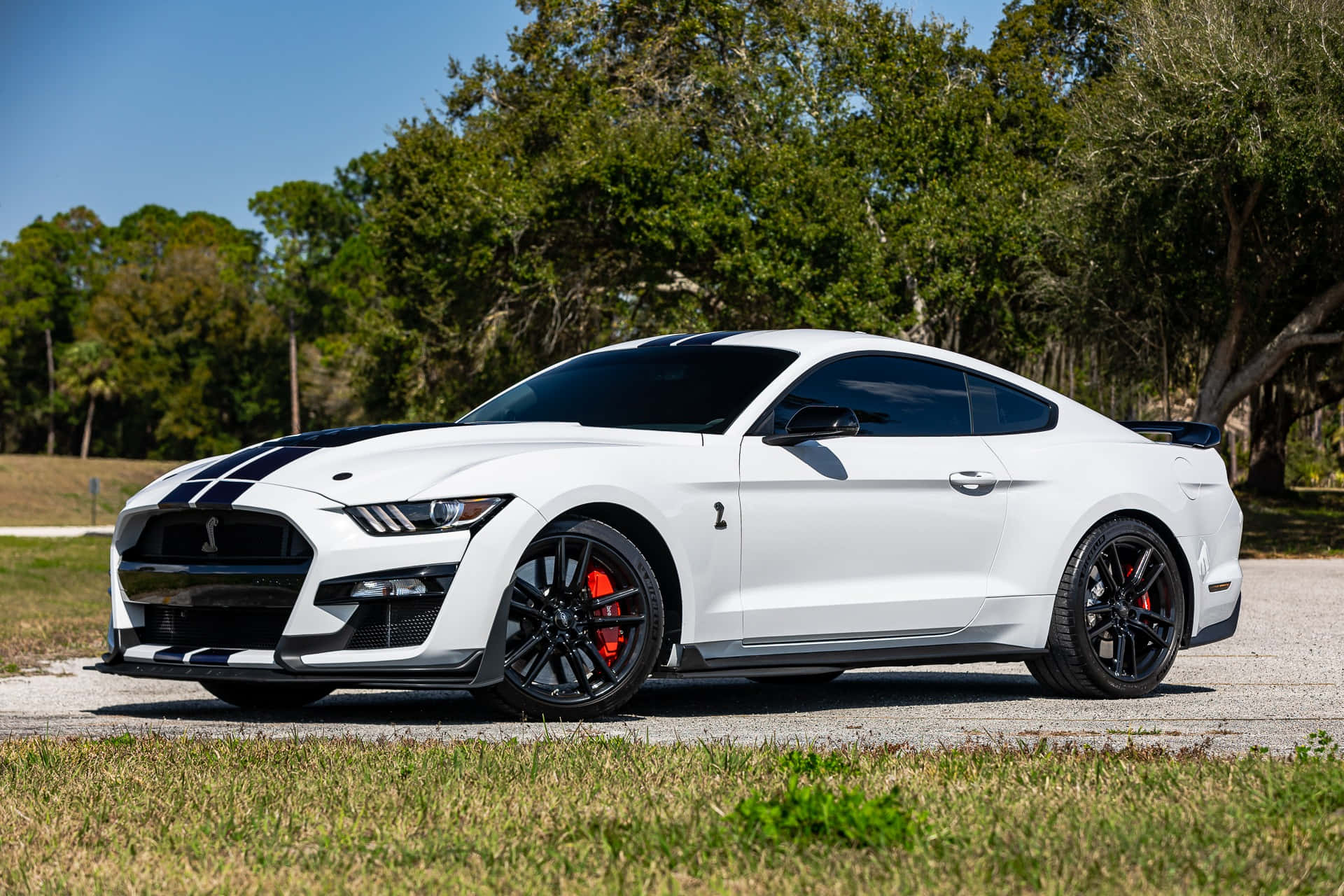  壁紙 — 一輛純白色的福特野馬Shelby GT500，帶有黑色賽車條紋和紅色制動卡鉗，停在碎石路上，周圍是茂密的綠樹，頭頂是清澈的藍天。
