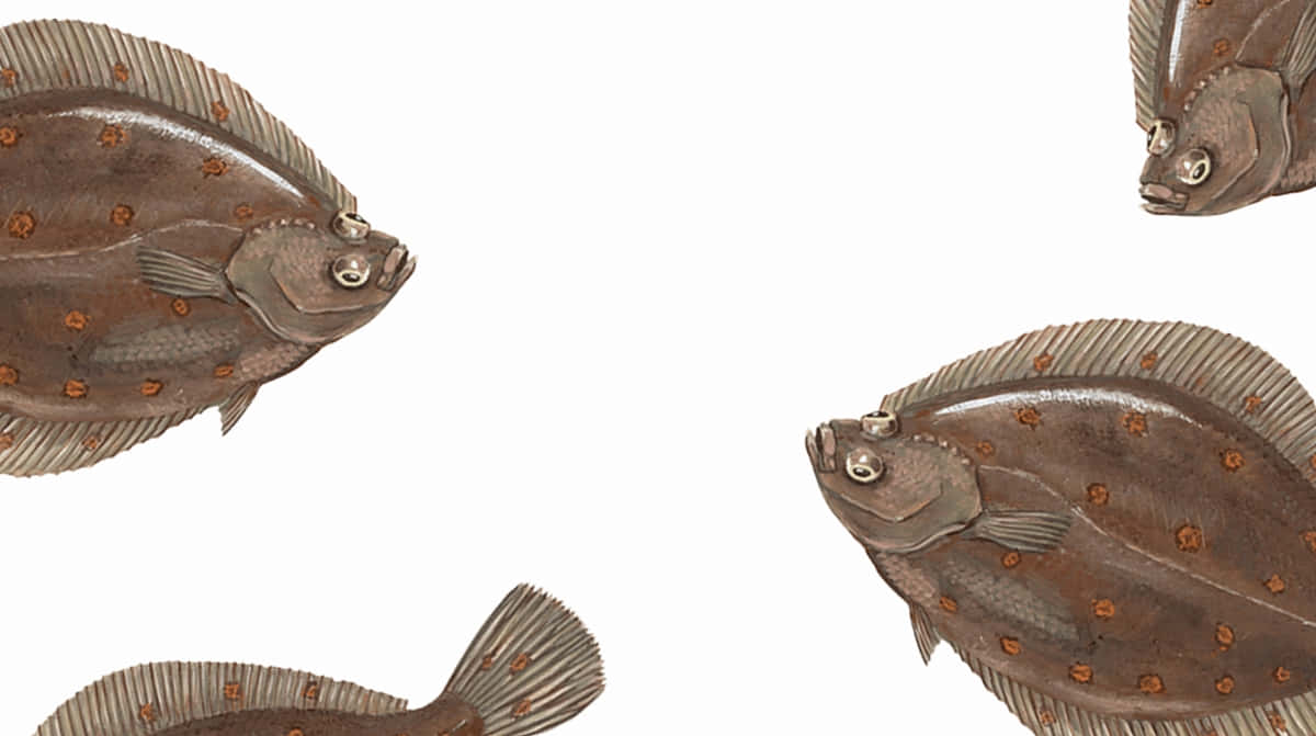  壁紙 — 四幅詳細的比目魚插圖，帶有棕色斑點身體和紋理魚鰭，漂浮在純白背景上。