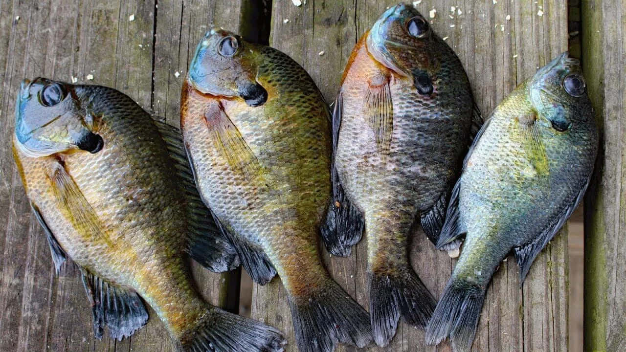  壁紙 — 四條剛捕獲的翻車魚帶有彩虹色鱗片，整齊排列在風化的木板上。