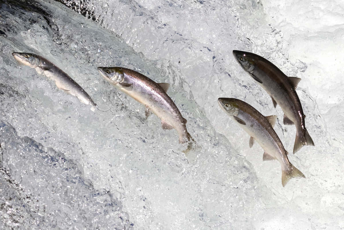  壁紙 — 四條銀色鮭魚動態地躍過泡沫翻騰的白色水流，形成強而有力的向上弧線。