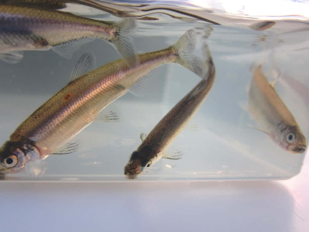  壁紙 — 四條小銀魚在透明容器內的清澈水中優雅地游動。