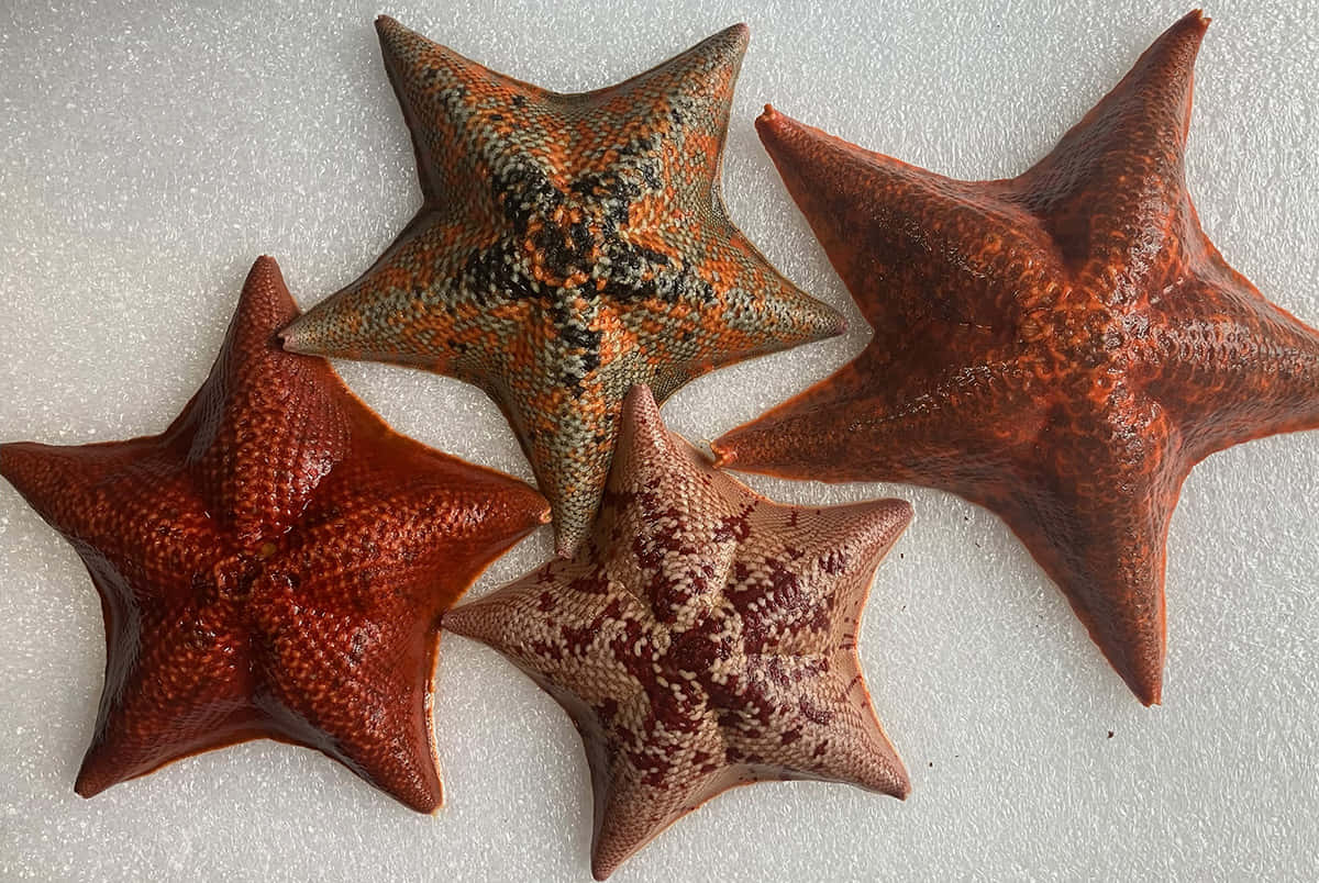  壁紙 — 四隻有紋理的海星，帶有橙棕色和斑點圖案，放在白色泡沫背景上。
