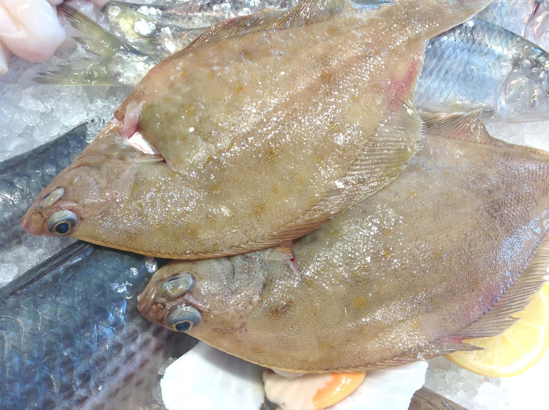  壁紙 — 新鮮的比目魚帶有閃亮的魚皮，放在碎冰上，旁邊有檸檬片和其他海鮮，在市場攤位展示。