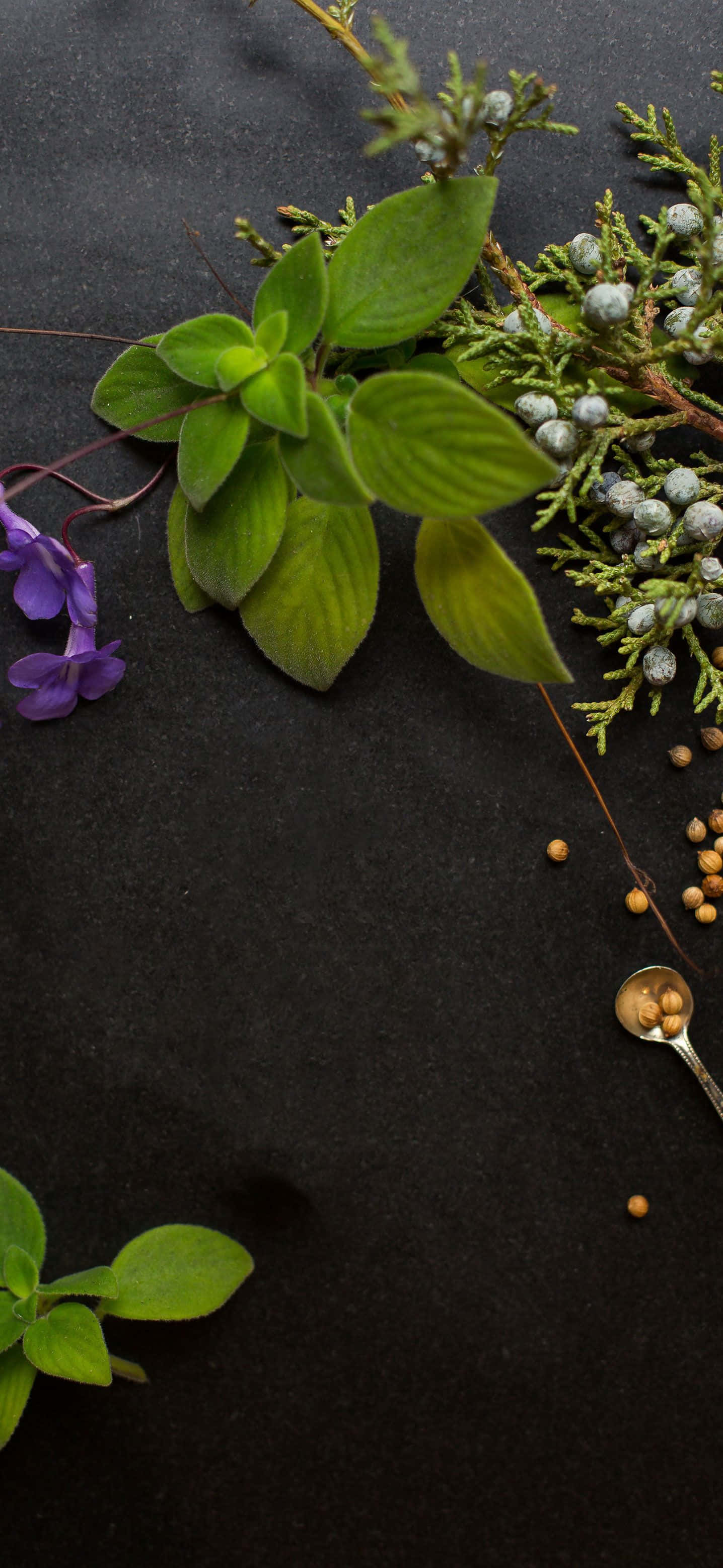 Essential Oil 桌布 壁紙 — 新鮮綠葉、紫色花朵和杜松子排列在深色紋理表面上，伴有散落的種子和一隻湯匙。