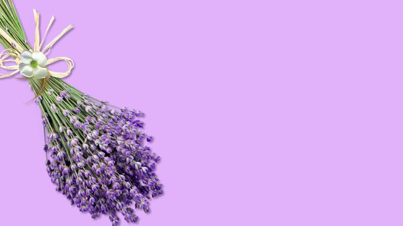 一束用奶油色絲帶紮著的薰衣草，放在粉紫色背景上。 — 1366X768 壁紙