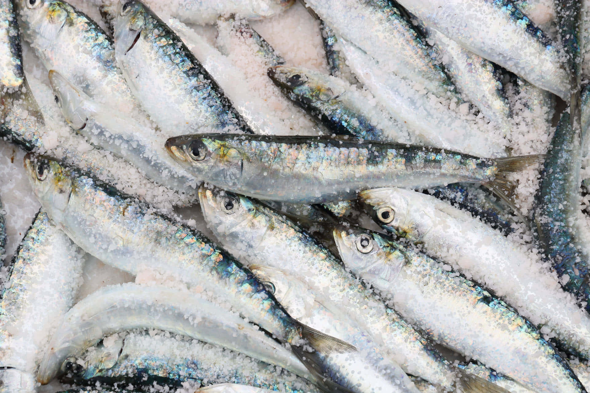  壁紙 — 新鮮沙丁魚在魚市場攤位上，銀色魚鱗閃爍，包裹在粗鹽中。