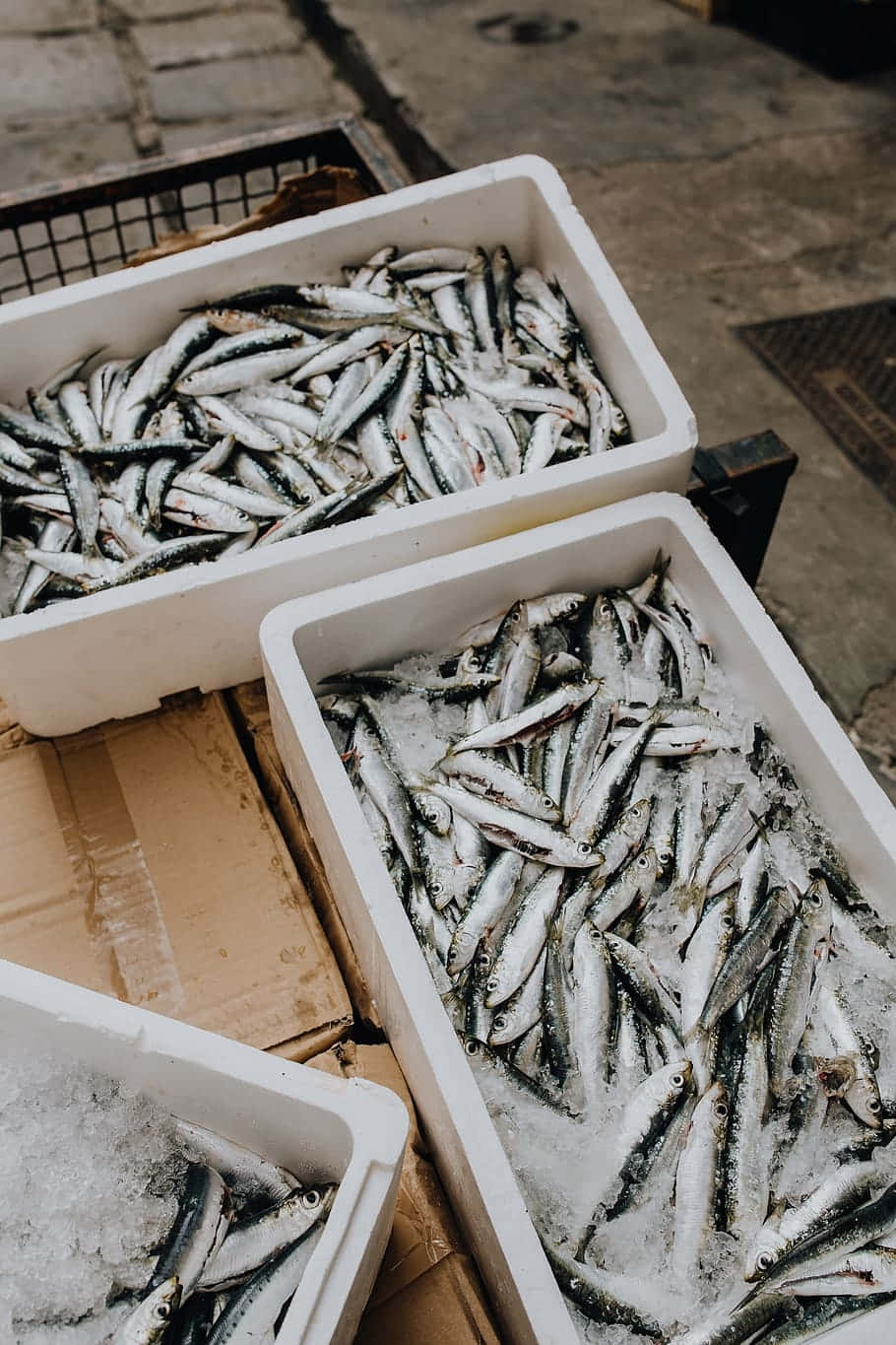  壁紙 — 新鮮沙丁魚堆放在白色保麗龍箱內，置於冰上，在熱鬧的戶外魚市場攤位。