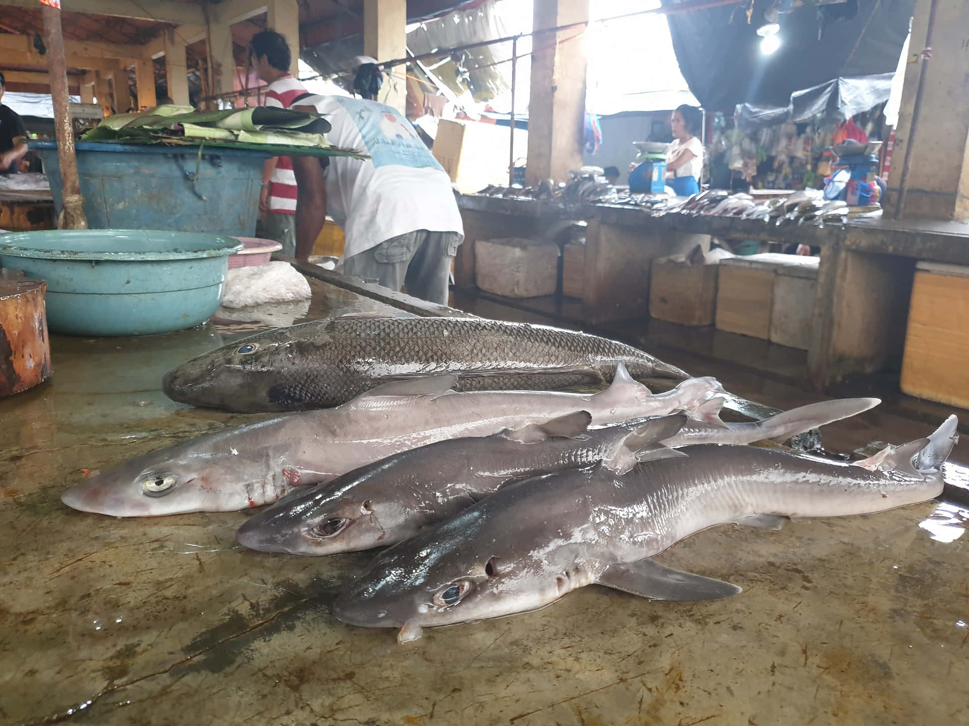  壁紙 — 新鮮鯊魚躺在繁忙魚市場的濕混凝土地上，背景有攤販和攤位。