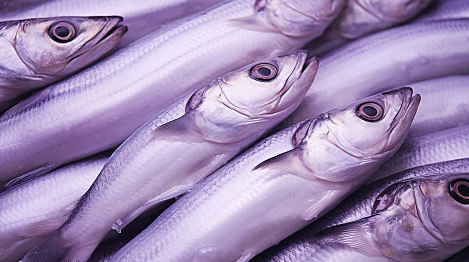  壁紙 — 新鮮銀魚在冷紫色燈光下堆疊的特寫。