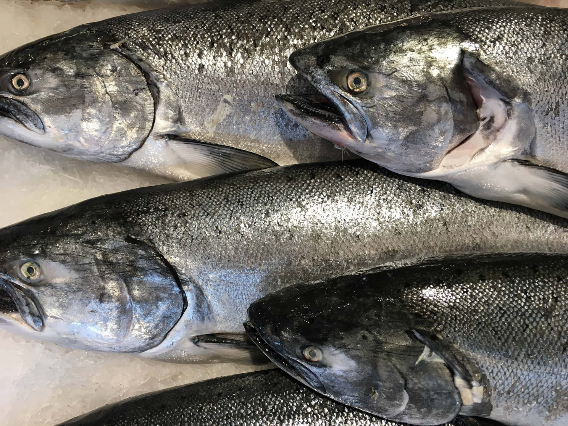  壁紙 — 新鮮銀鮭魚閃爍著鱗片，躺在市場攤位的碎冰床上。