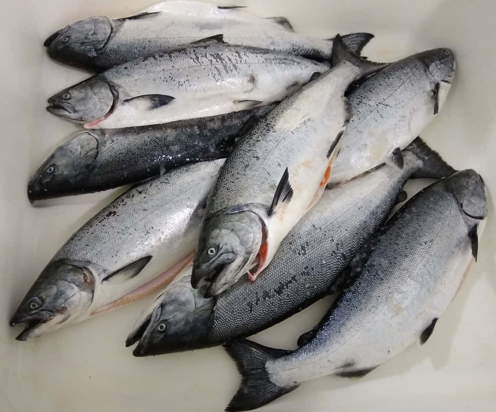  壁紙 — 新鮮全條鮭魚，帶有銀色鱗片和粉紅色魚肉，堆放在白色容器中。