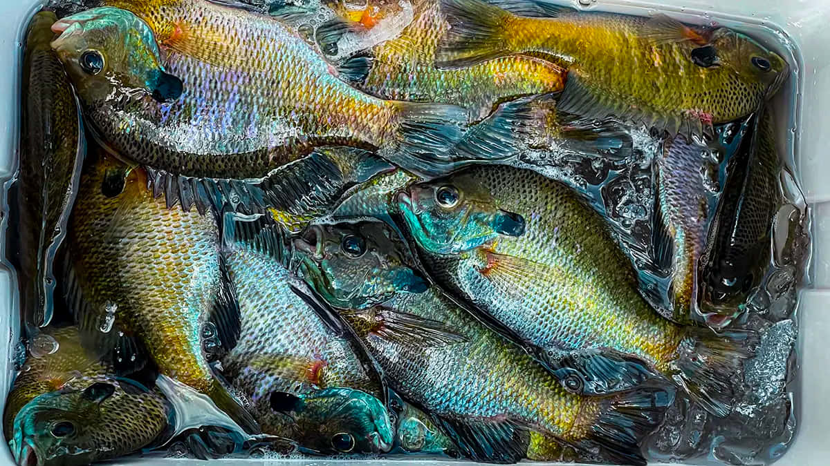  壁紙 — 新鮮捕獲的藍鰓太陽魚和太陽魚在白色冷卻器內的冰水中閃閃發光。