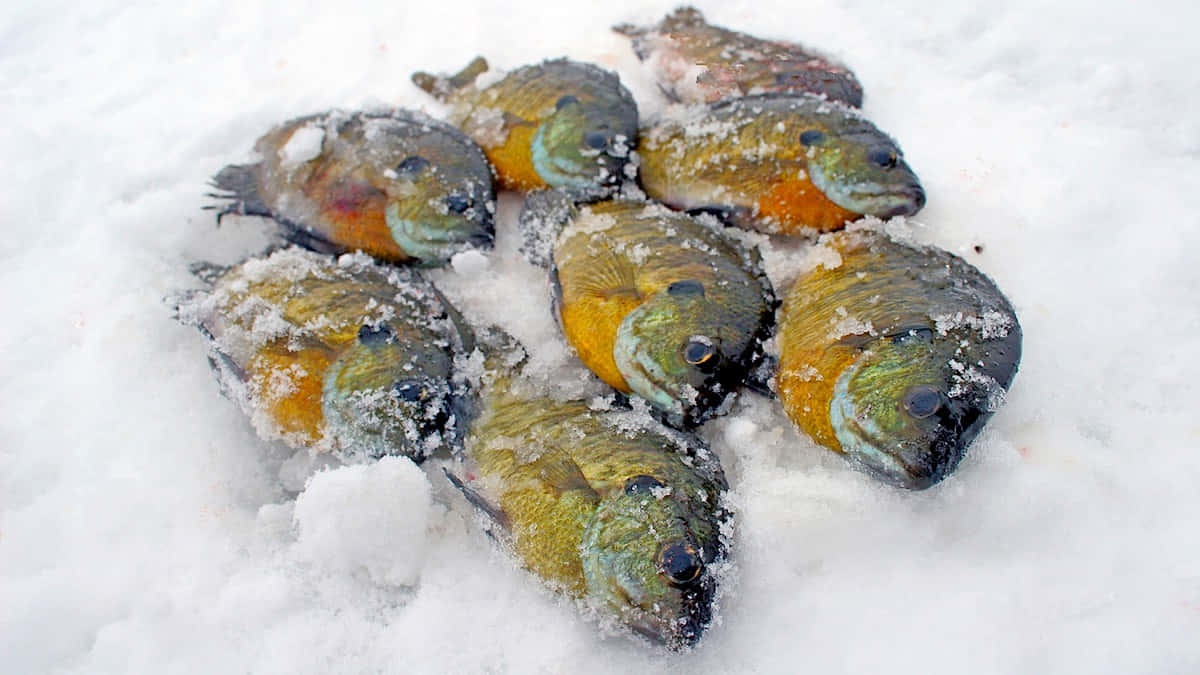  壁紙 — 剛捕獲的魚，腹部呈橙色，躺在粉雪中，霜附在魚鱗上。