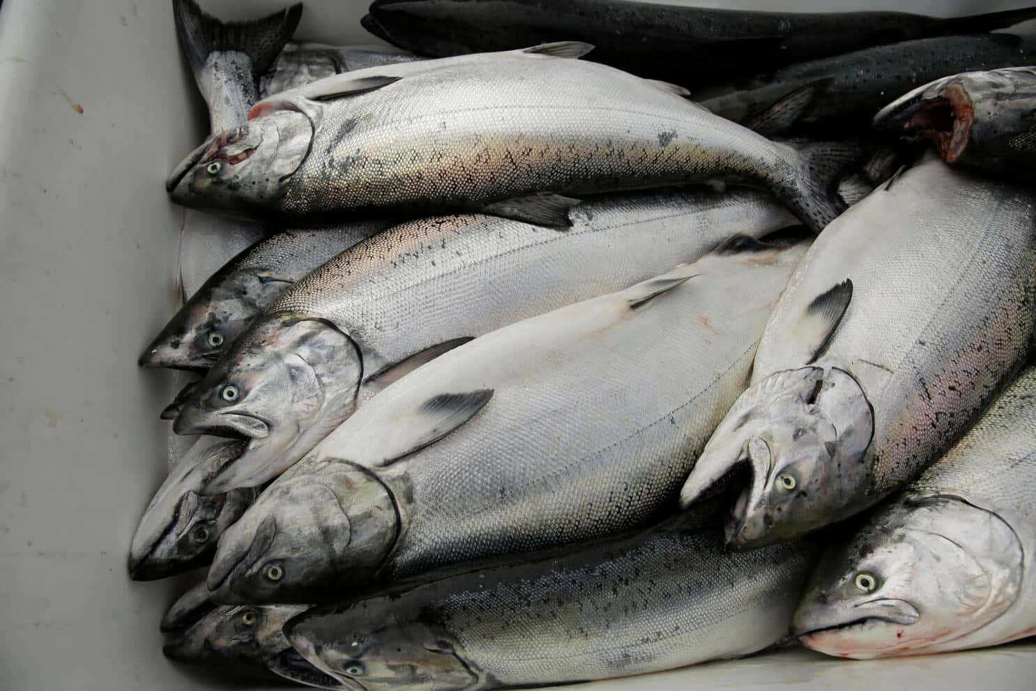  壁紙 — 新鮮捕獲的鮭魚堆放在白色容器中，呈現銀色鱗片和張開的嘴。