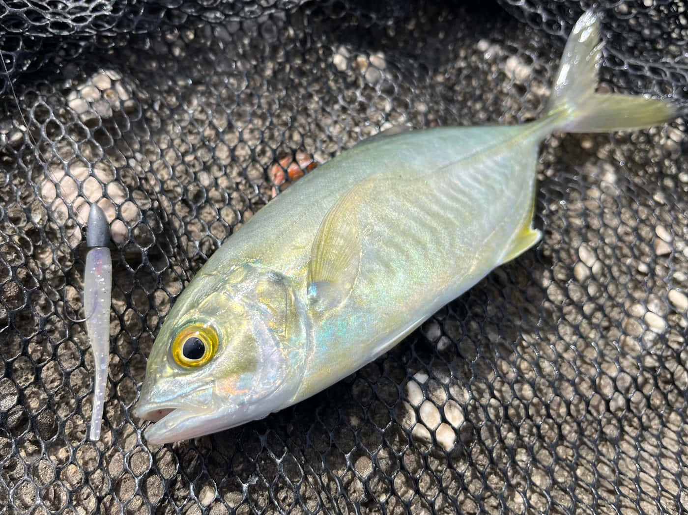  壁紙 — 一條剛捕獲的銀色魚，黃色眼睛，躺在黑色漁網上，旁邊有一個半透明的魚餌。